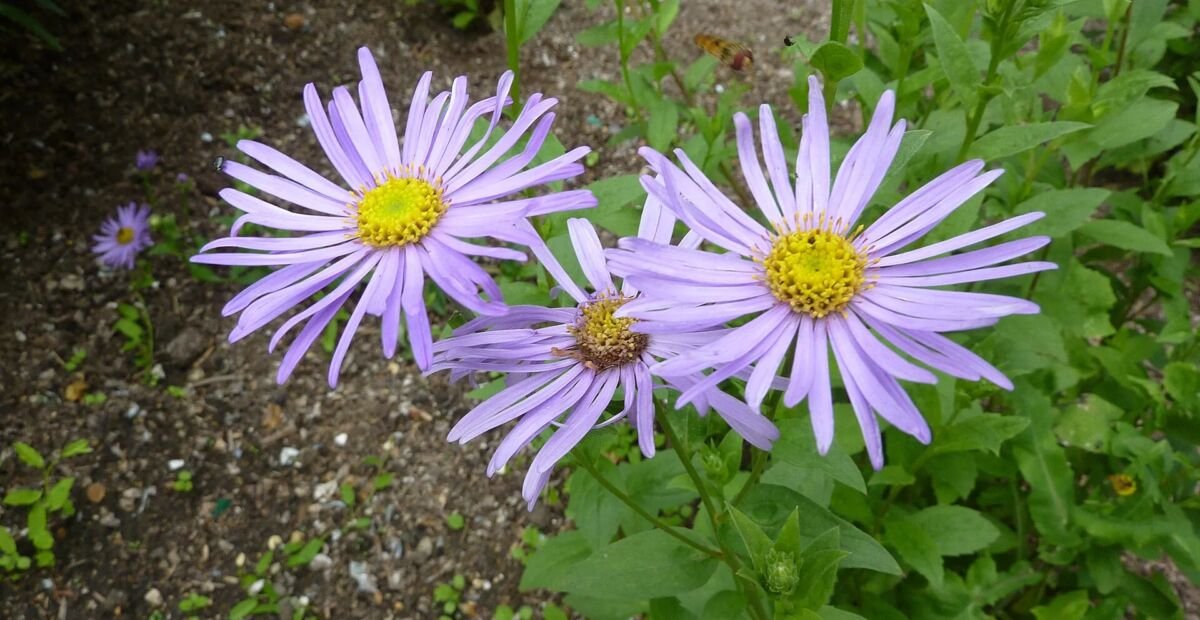 Aster frikartii – fotografia rastliny