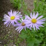 Aster frikartii – pestovanie a starostlivosť (Aster frikartii) – fotografia rastliny