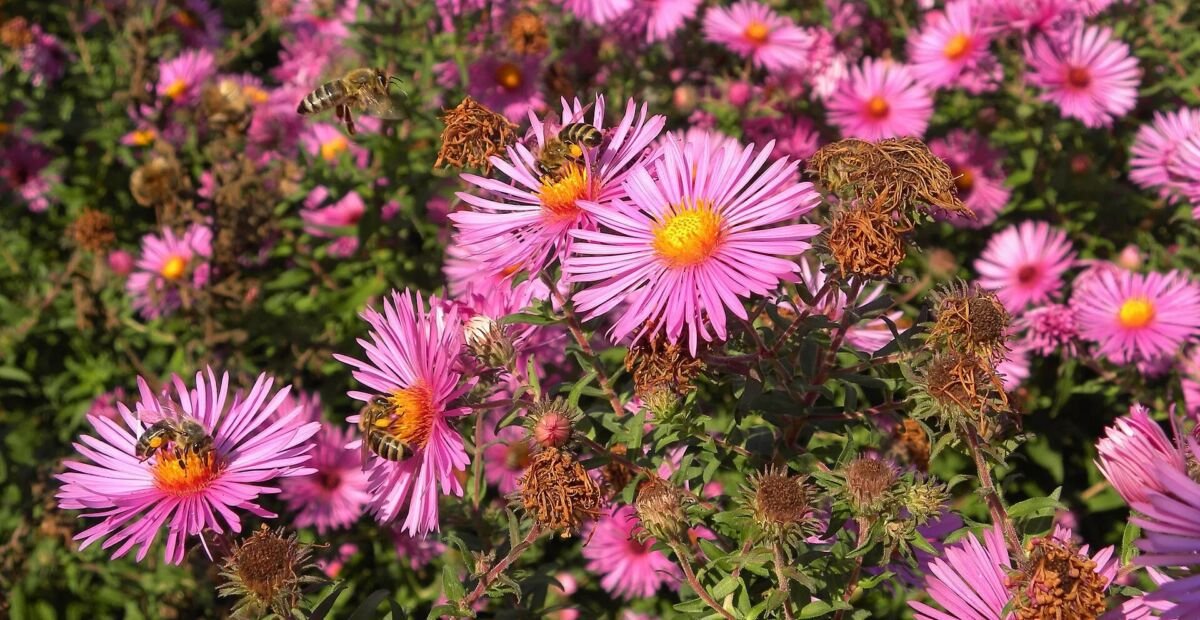 Aster novae 'Angliae' – Pflanzenfoto