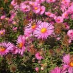 Aster novae 'Angliae' – Pflanzenfoto