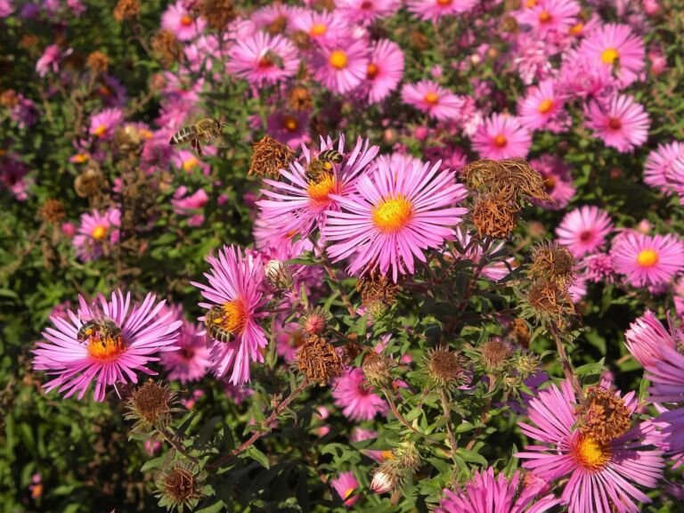 Aster novae 'Angliae'