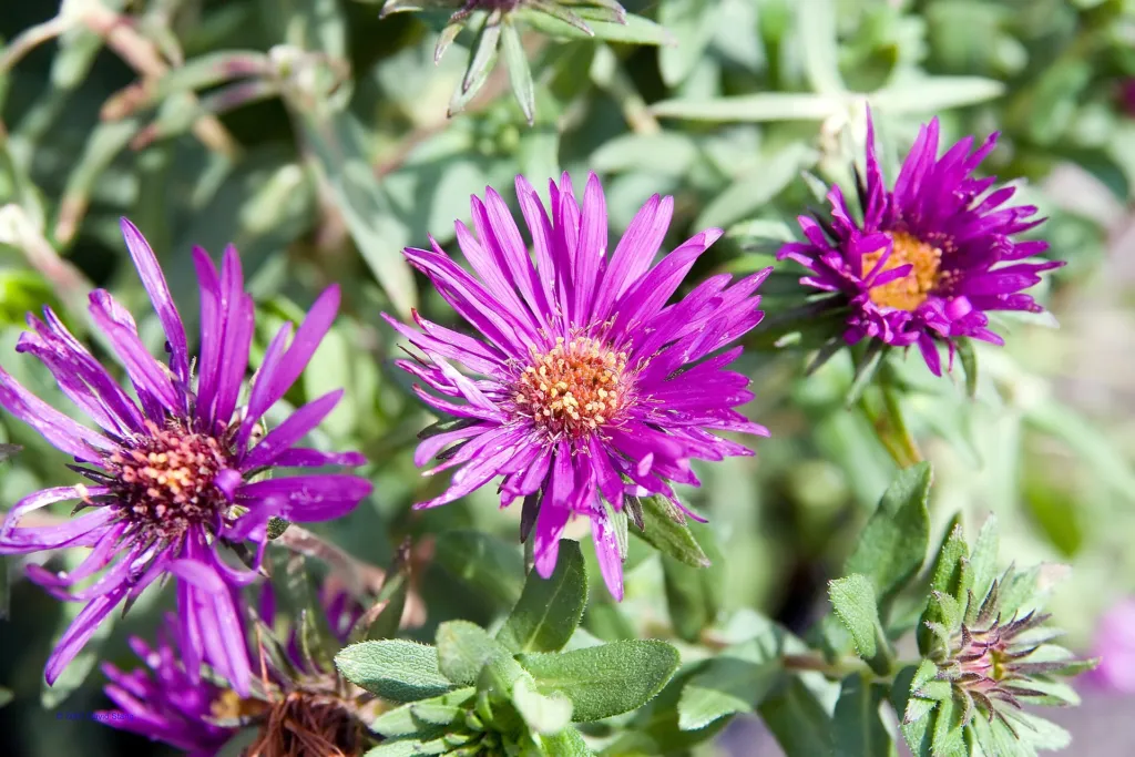 Aster novae 'Angliae' – im Garten, Pflanzenfoto