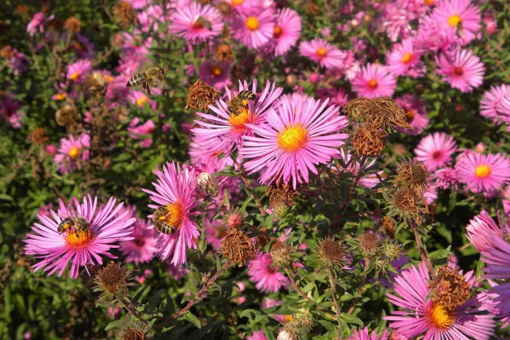 Aster novae 'Angliae'