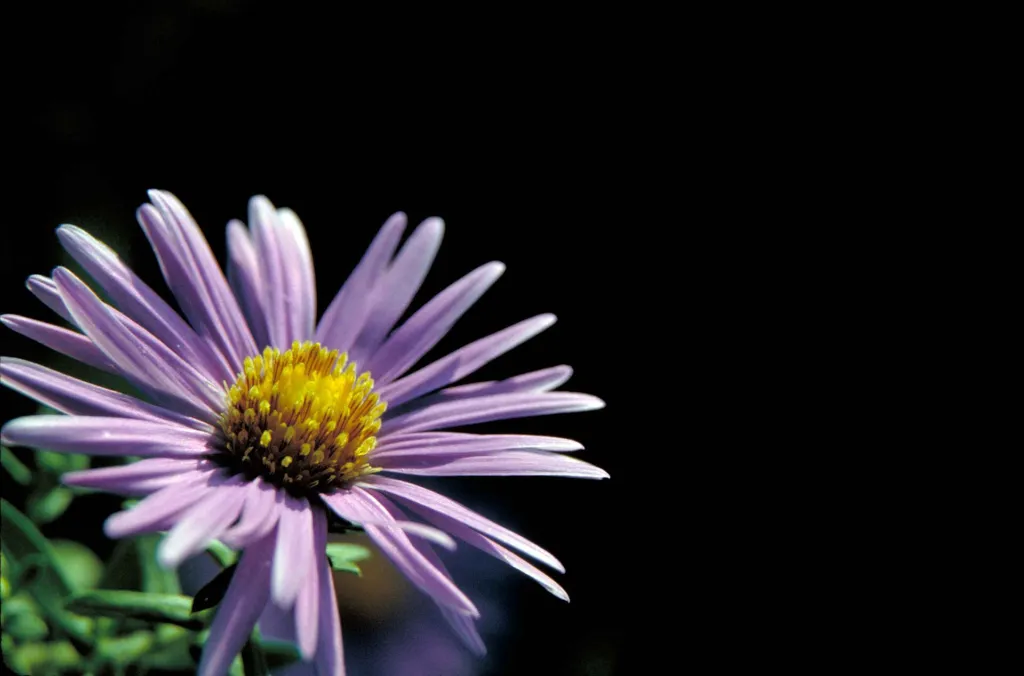 Aster novae 'Angliae' – Blüten in Nahaufnahme, Pflanzenfoto