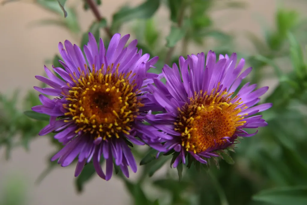 Aster novae 'Angliae' – typisches Erscheinungsbild, Pflanzenfoto