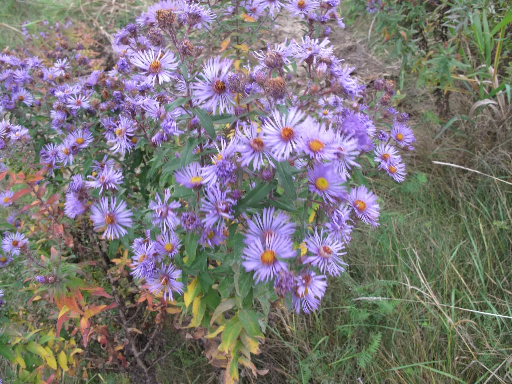 Aster novae 'Angliae' – Blüten in Nahaufnahme, Pflanzenfoto