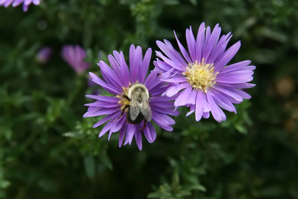 Aster ‘Novi Belgii’ (Aster 'Novi Belgii') – in a garden setting, plant photo