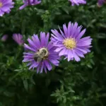 Aster ‘Novi Belgii’ (Aster 'Novi Belgii') – plant photo