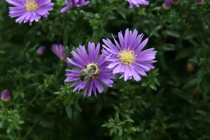 Aster 'Novi Belgii'