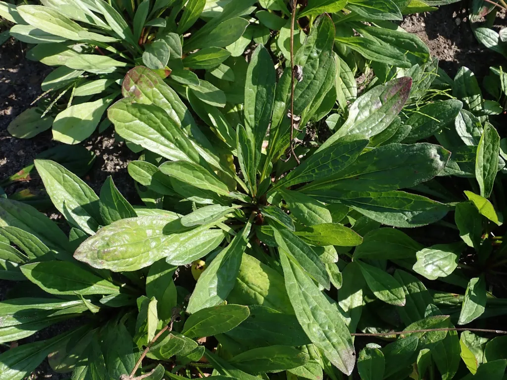 Aster tongolensis care guide (Aster tongolensis) – in a garden setting, plant photo