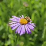Aster tongolensis care guide (Aster tongolensis) – plant photo