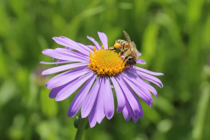 Aster tongolensis