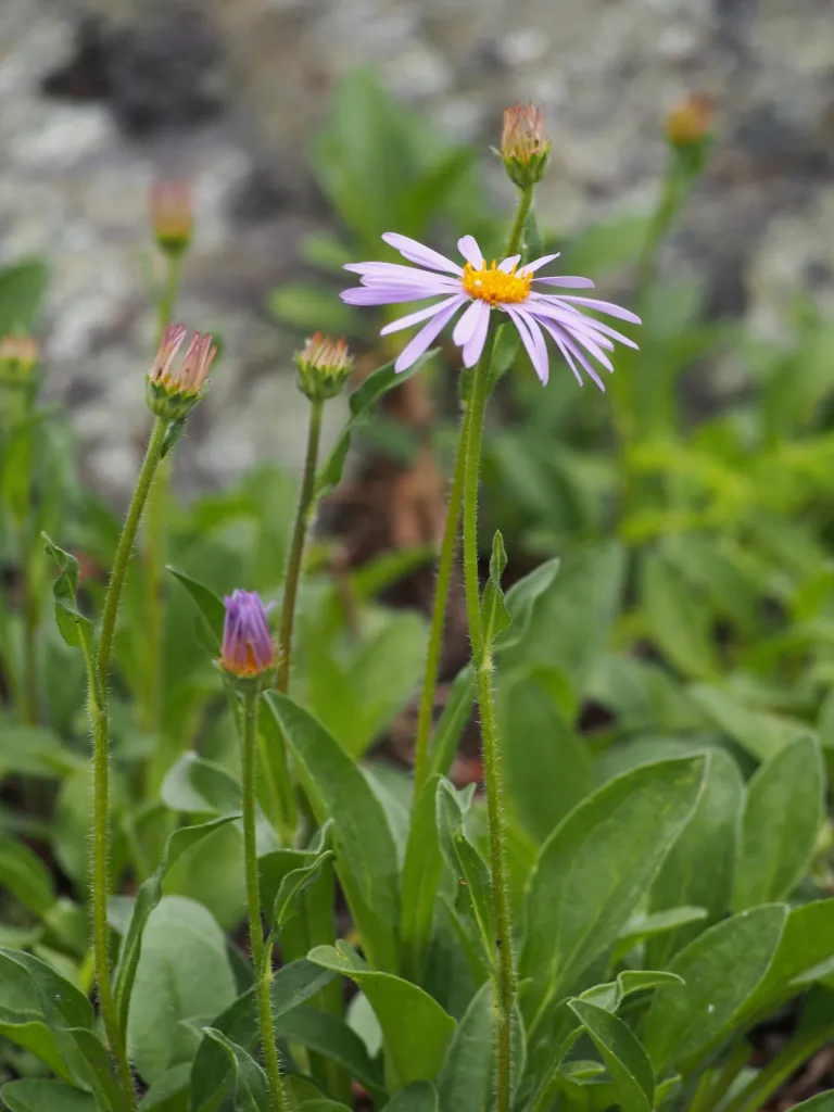 Aster tongolensis care guide (Aster tongolensis) – in a garden setting, plant photo