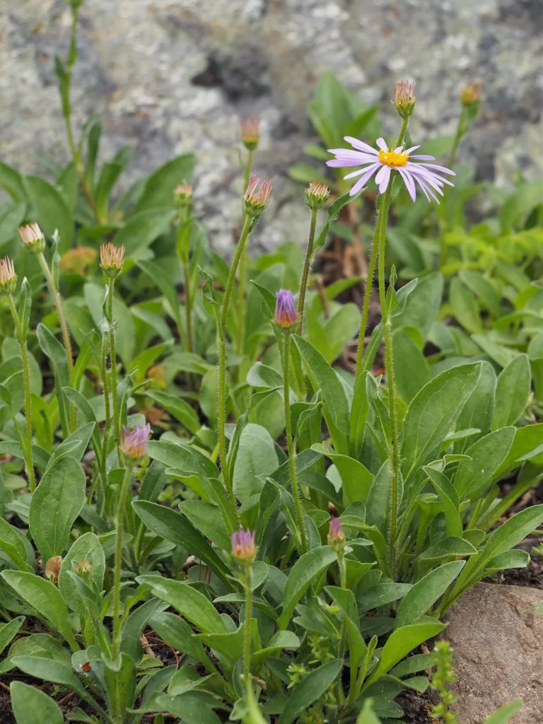 Aster tongolensis care guide (Aster tongolensis) – in a garden setting, plant photo