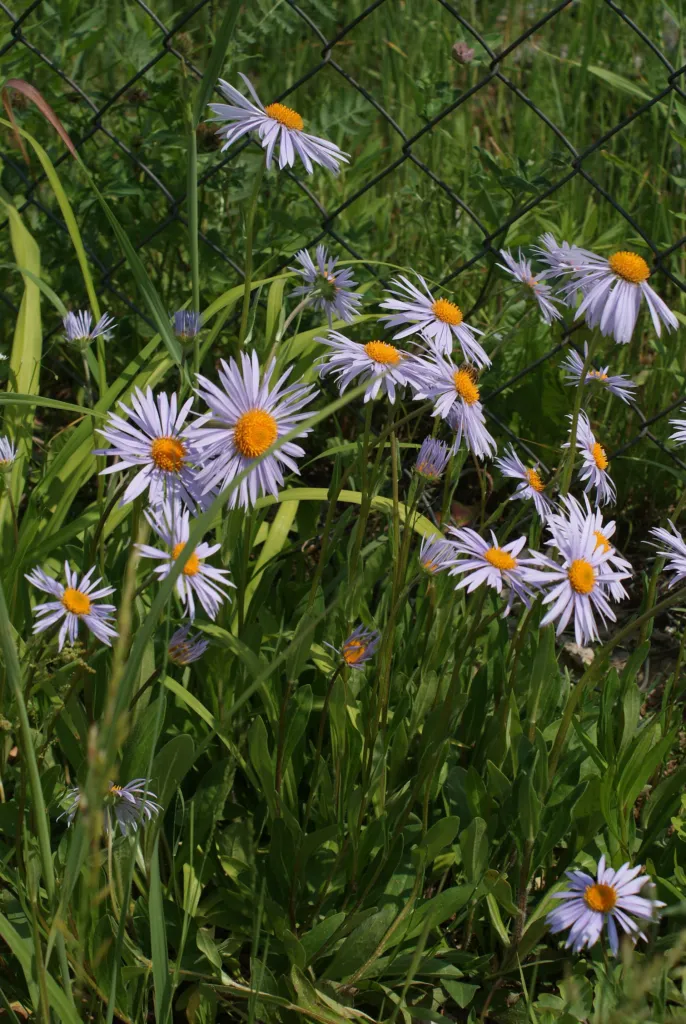 Aster tongolensis care guide (Aster tongolensis) – characteristic appearance, plant photo