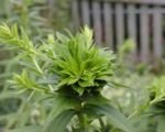 Asterngilbe durch ‚Candidatus Phytoplasma asteris‘
