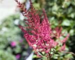 Astilba Arendsova ‘Fanal’ (Astilbe × arendsii ‘Fanal’)