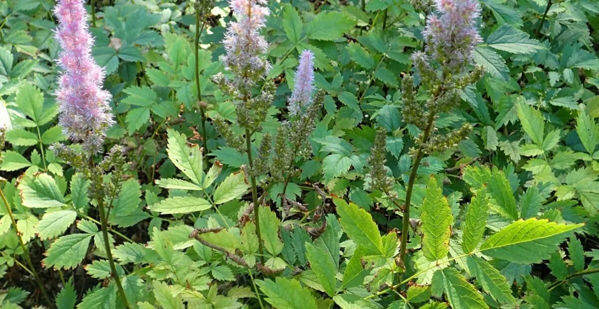 astilba čínska (Astilbe rubra) – fotografia rastliny
