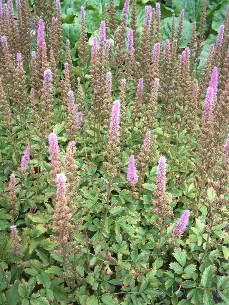 Astilbe chinensis 'Pumila'