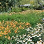 Astilba 'Deutschland' (Astilbe 'Deutschland') – fotografia rastliny