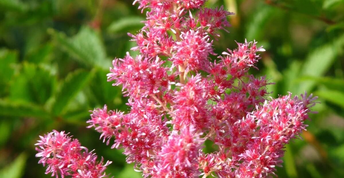 Astilba ‘Rheinland’ (Astilbe 'Rheinland') – fotografia rastliny