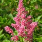 Astilba ‘Rheinland’ (Astilbe 'Rheinland') – fotografia rastliny