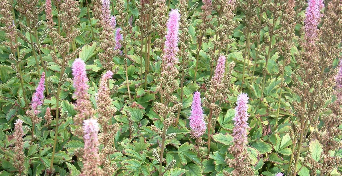 Dwarf Chinese astilbe (Astilbe chinensis 'Pumila') – plant photo