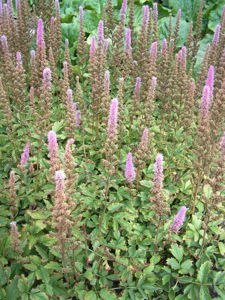 Astilbe chinensis 'Pumila'