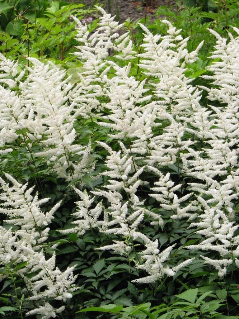 Prachtspiere 'Deutschland' (Astilbe 'Deutschland') – im Garten, Pflanzenfoto