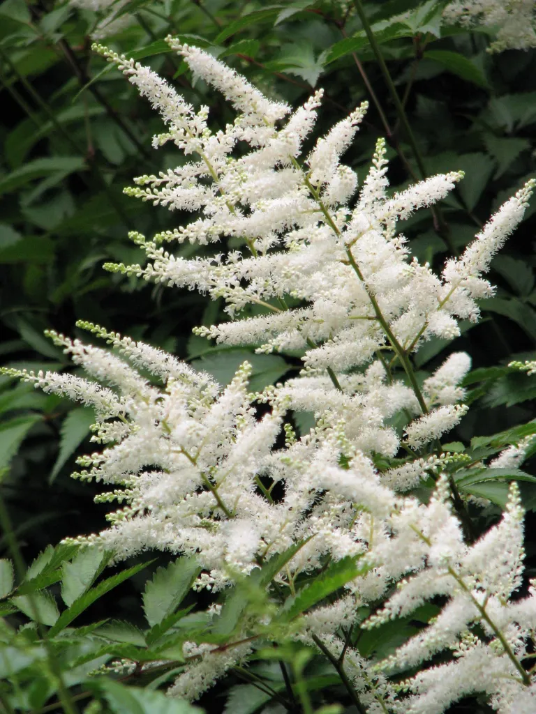 Prachtspiere 'Deutschland' (Astilbe 'Deutschland') – im Garten, Pflanzenfoto