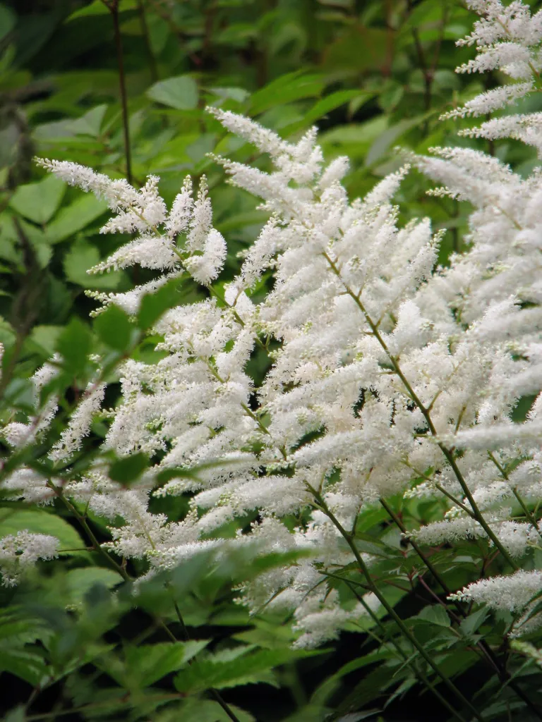 Prachtspiere 'Deutschland' (Astilbe 'Deutschland') – im Garten, Pflanzenfoto