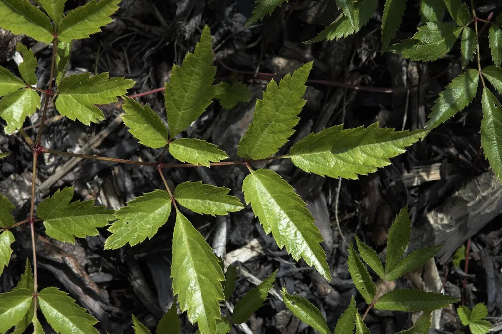 Prachtspiere 'Deutschland' (Astilbe 'Deutschland') – typisches Erscheinungsbild, Pflanzenfoto