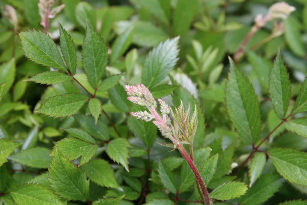 Astilba Arendsovej ‘Erika’ (Astilbe 'Erika') – typický vzhľad, fotografia rastliny