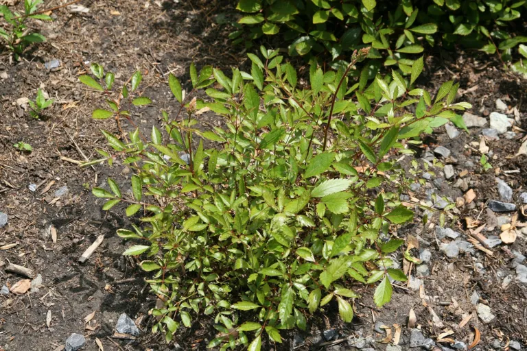 Astilbe 'Erika'