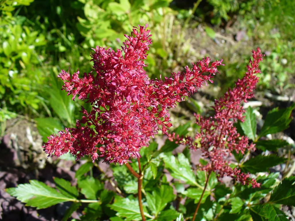 Prachtspiere 'Fanal' (Astilbe 'Fanal') – typisches Erscheinungsbild, Pflanzenfoto