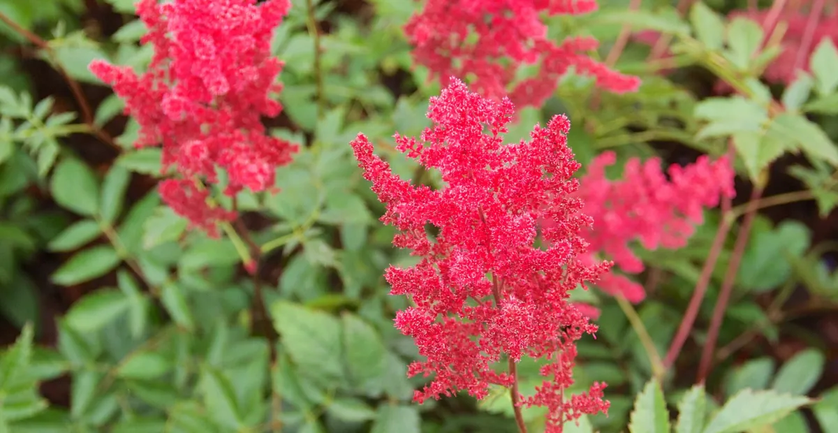 Astilbe 'Fanal' – plant photo