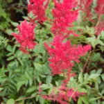 Astilbe ‘Fanal’ (Astilbe 'Fanal') – plant photo