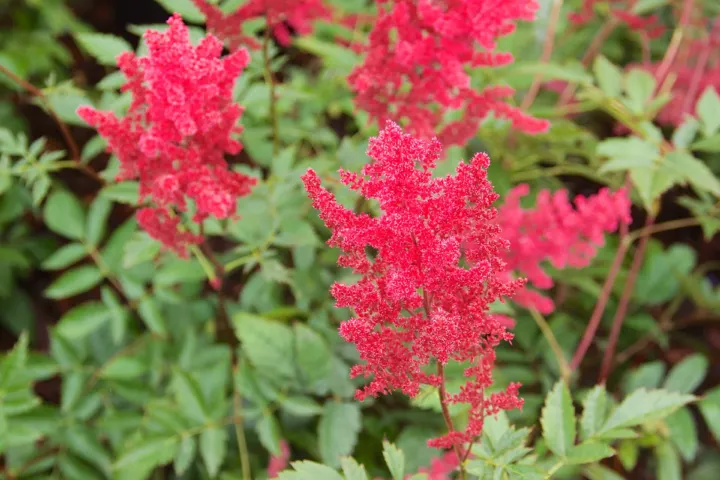 Astilbe 'Fanal'