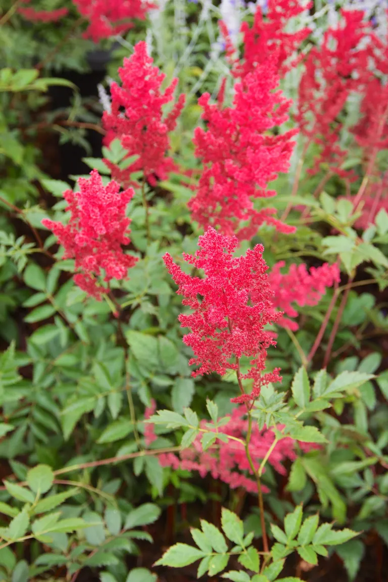 Astilbe 'Fanal'