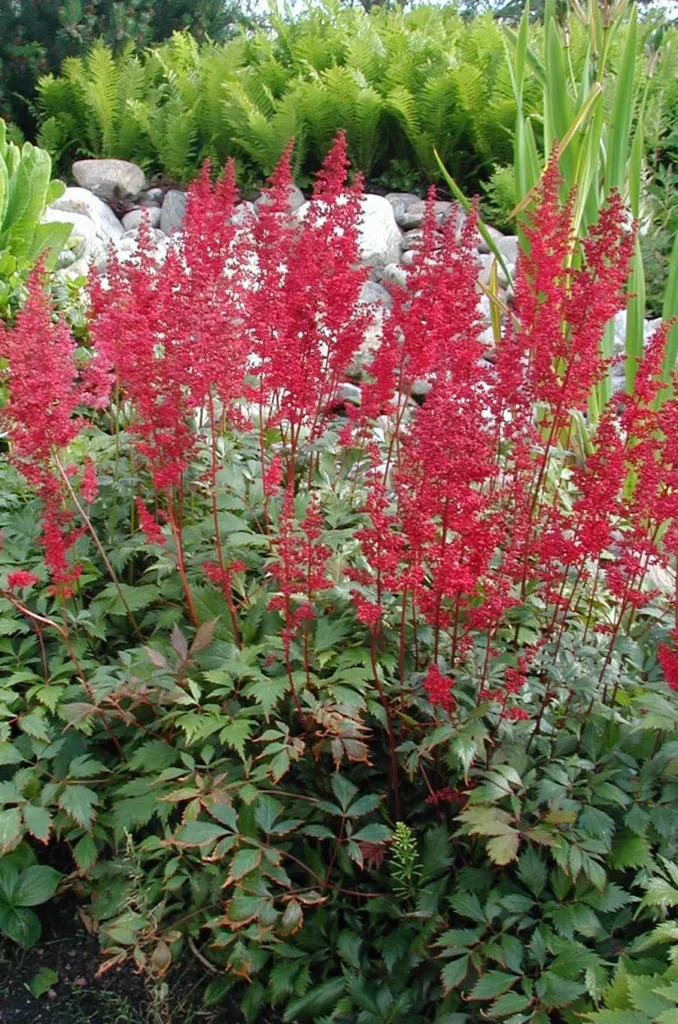 Prachtspiere 'Fanal' (Astilbe 'Fanal') – typisches Erscheinungsbild, Pflanzenfoto