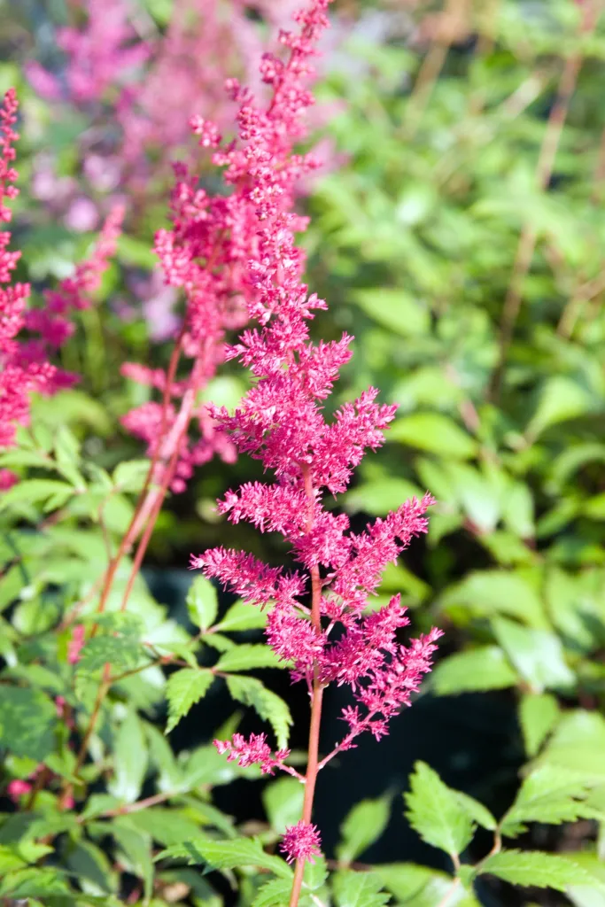 Prachtspiere 'Fanal' (Astilbe 'Fanal') – typisches Erscheinungsbild, Pflanzenfoto
