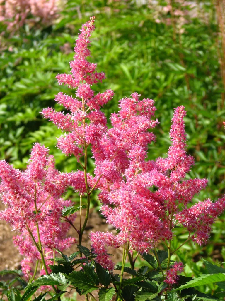 Prachtspiere ‘Rheinland’ (Astilbe 'Rheinland') – im Garten, Pflanzenfoto