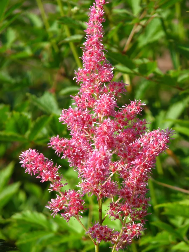 Astilbe 'Rheinland'