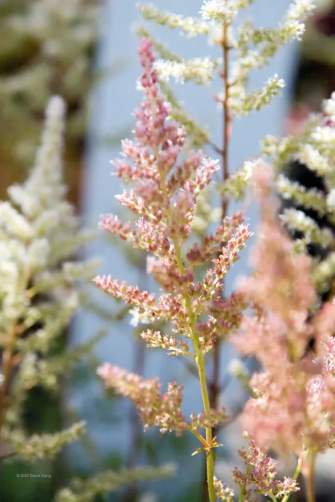 Prachtspiere ‘Rheinland’ (Astilbe 'Rheinland') – typisches Erscheinungsbild, Pflanzenfoto