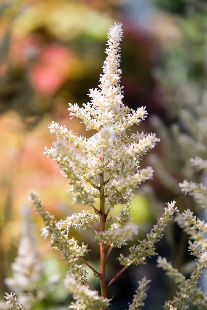 Prachtspiere ‘Rheinland’ (Astilbe 'Rheinland') – typisches Erscheinungsbild, Pflanzenfoto