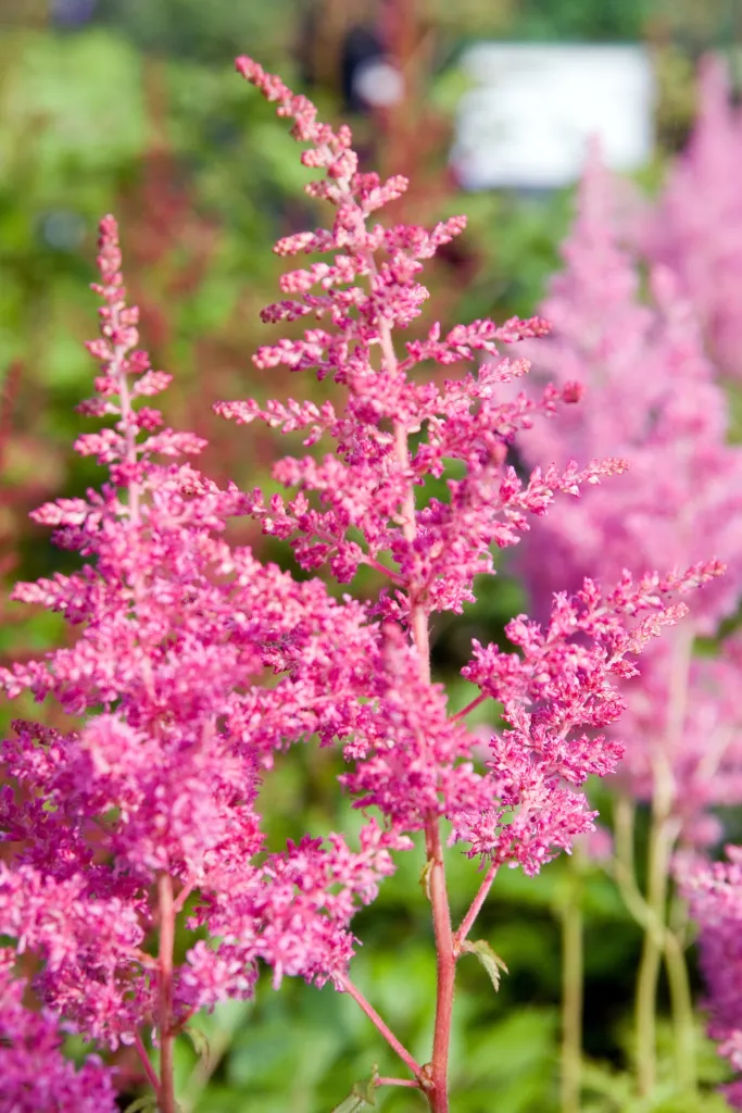 Prachtspiere ‘Rheinland’ (Astilbe 'Rheinland') – typisches Erscheinungsbild, Pflanzenfoto