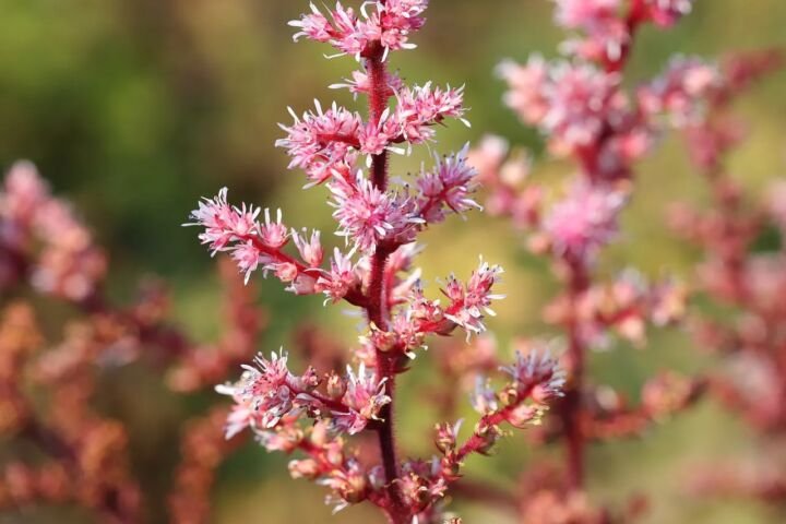 Astilbe rosea