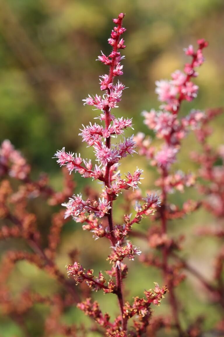 Astilbe rosea
