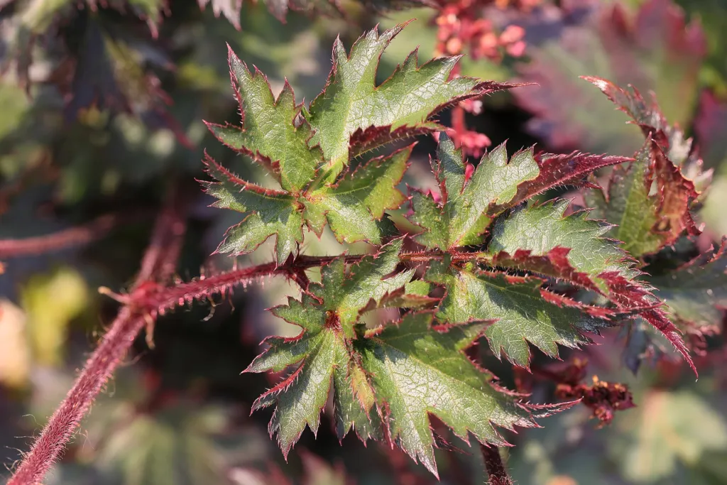 Astilbe rosea – (Astilbe rosea) – Blüten in Nahaufnahme, Pflanzenfoto
