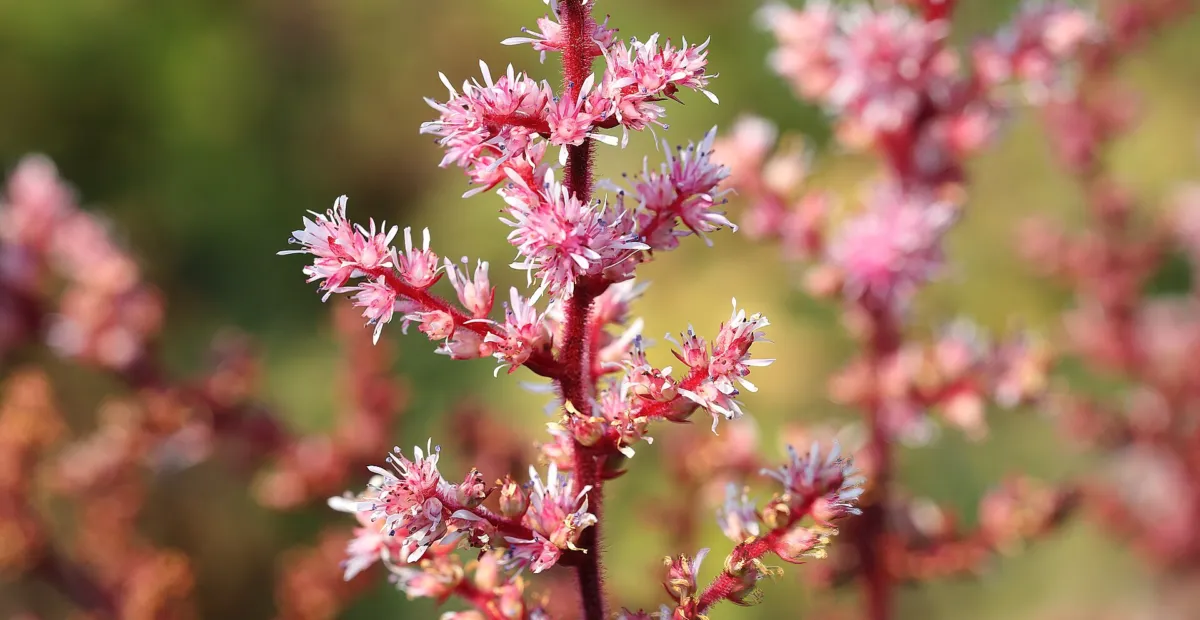 Astilbe rosea – plant photo